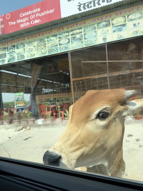 Cows in pushkar