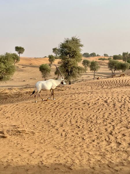 Ritz Carlton Al Wadi Desert 8