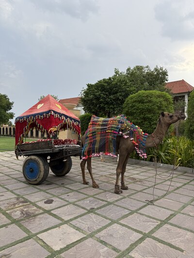 The westin pushkar camel