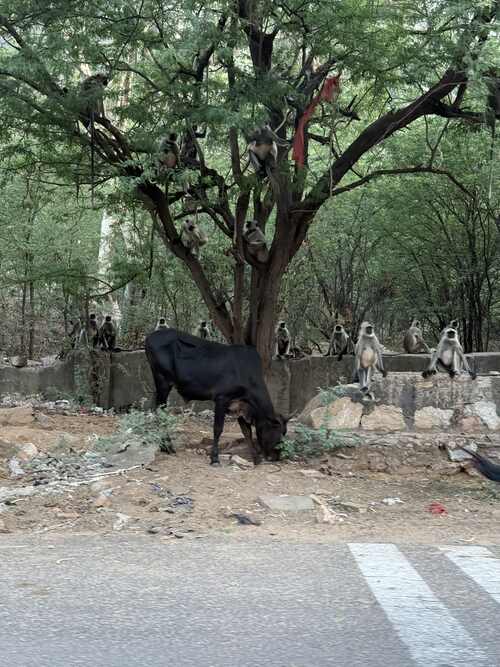 16 monkeys and a cow in Pushkar